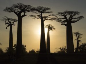Lire la suite à propos de l’article 25 ans d’actions solidaires pour Madagascar