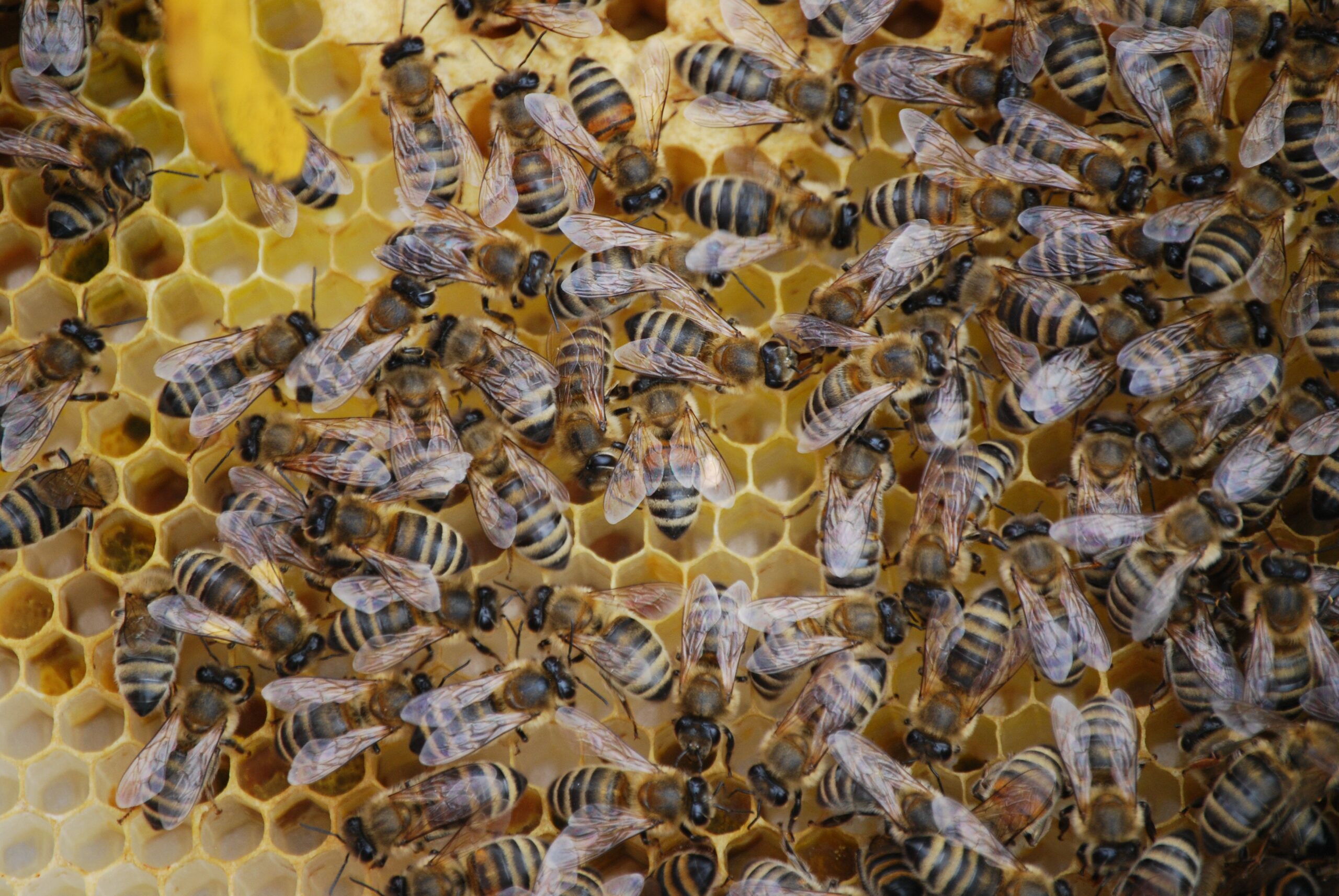 Combien y a-t-il d'abeilles dans une ruche? C'est ainsi que vivent