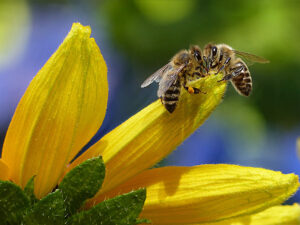 Lire la suite à propos de l’article Une journée mondiale pour la sauvegarde des abeilles