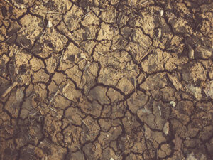 Lire la suite à propos de l’article Une journée de sensibilisation à la sécheresse et à la désertification