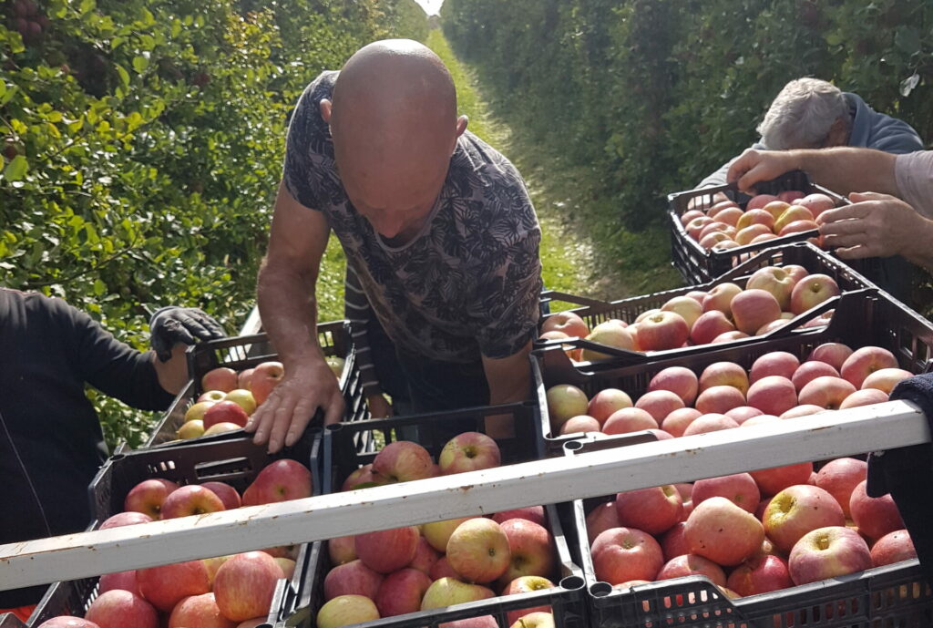 Un homme ranger des pommes dans des cagettes après la cueillette
