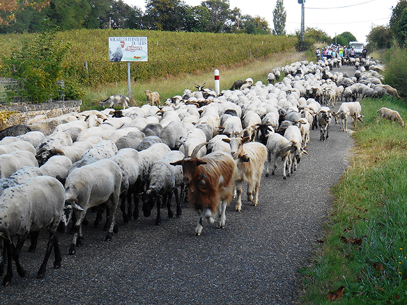 La marche avec les moutons