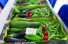 Jardins potagers partagésdans l'Hérault