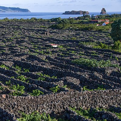 vignes-açores